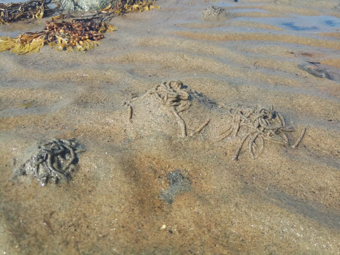 Белое море на парусном катамаране