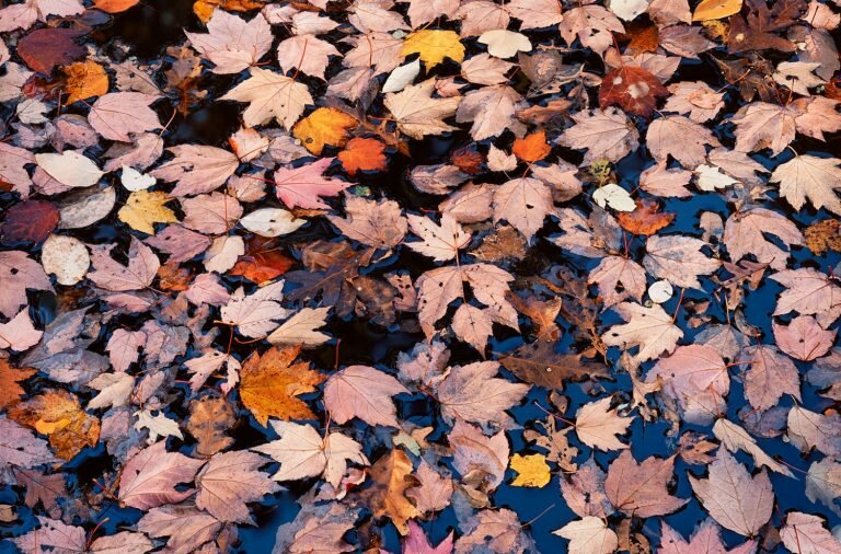 Christopher Burkett Pink Floating Leaves kentucky 1990-91